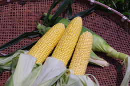 【予約】とうもろこし 10本 送料別